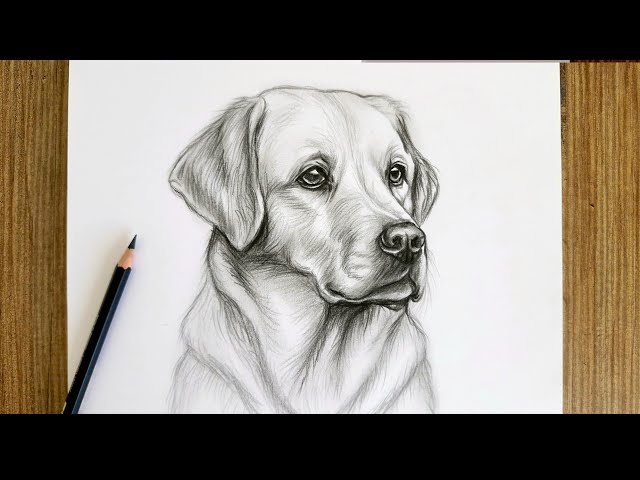 Realistic Dog Drawing / Step by Step Pencil Drawing