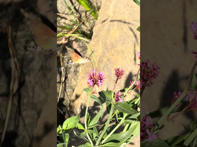 Hummingbird Hawk Moth #patchwork #abbieanne #hummingbirdhawkmoth #hummingbirdmoth #abbieanne