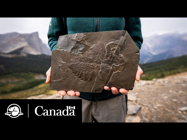 Explore the Burgess Shale with a Paleontologist | Parks Canada