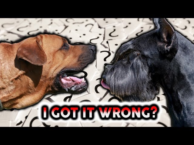 TOSA INU VS GIANT SCHNAUZER! LIVE RECAP SHOW!