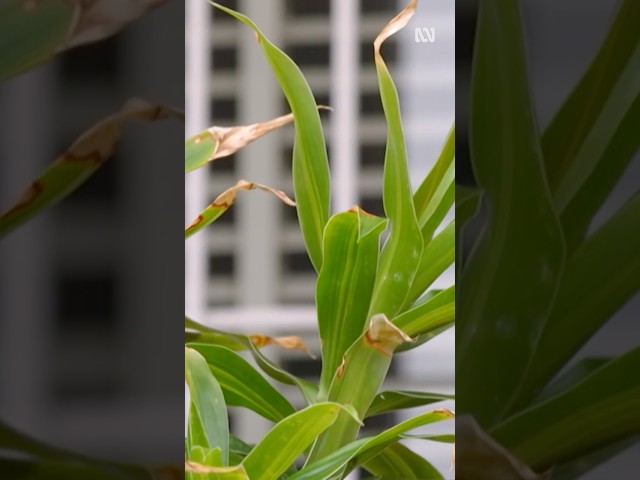 Have I overwatered my indoor plant? | Gardening Australia #gardeningaustralia
