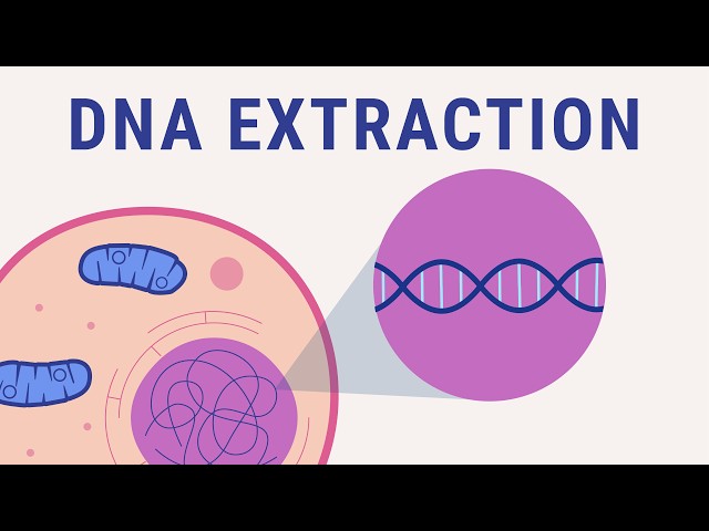 DNA extraction explained | biology animation
