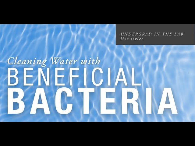 Cleaning Water with Beneficial Bacteria: Undergrad in the Lab with Y Tang, PhD