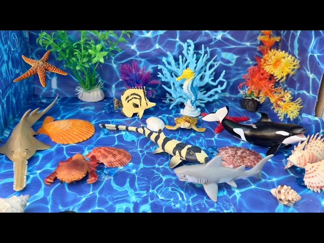 OCEAN WORLD AT HOME DIY ! Sea World, fish, sharks, Learn Animal Names