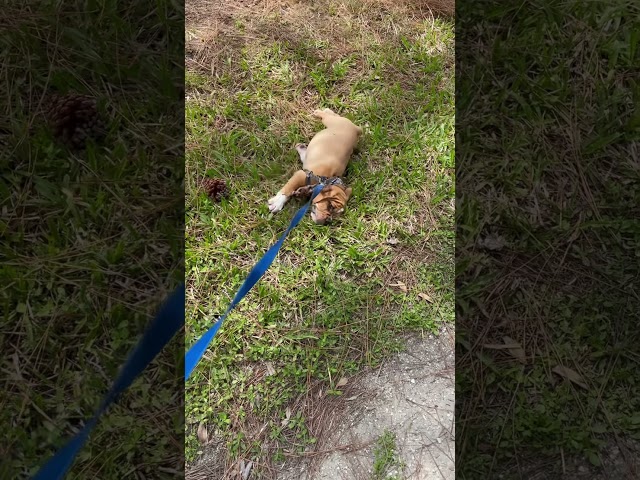 When your beabull decides the walk is OVER.