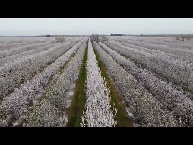 Peaceful flight over blossoming almond trees