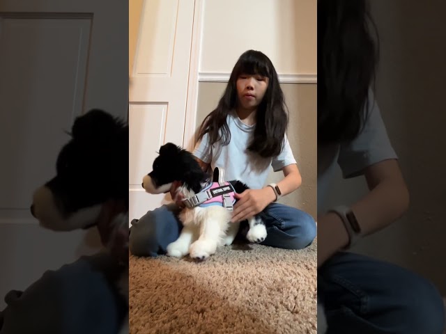 How to puppeteer your ESSA!! #essa #puppeteering #essahandler #tutorial #douglasdogs