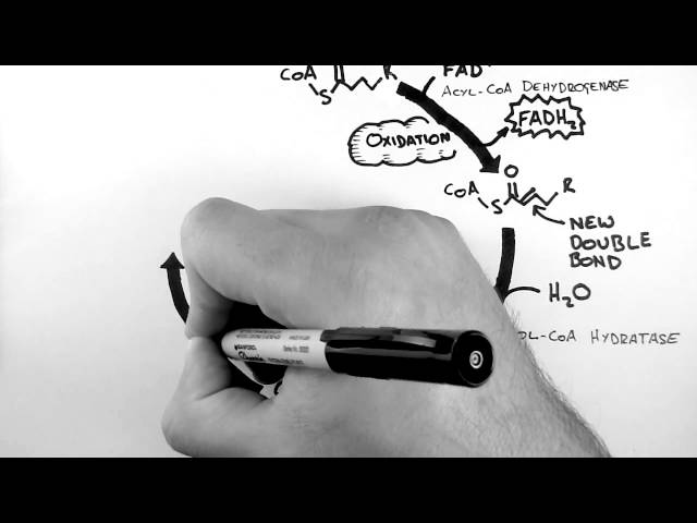 Cellular Respiration 4 - Beta-Oxidation