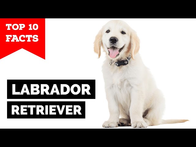 Labrador Retriever - Top 10 Facts