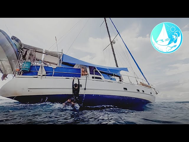 Spearing in hundreds of meters & Planting trees in a JUNGLE  Episode 247 (Sailing Catalpa)