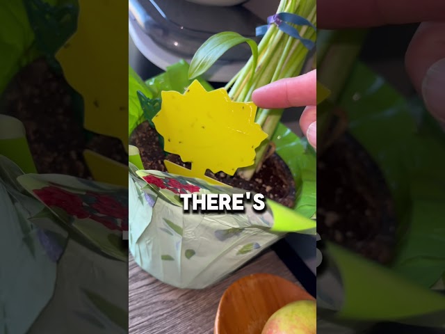 Non-Toxic Fruit Fly Catcher?! #fruitflytrap
