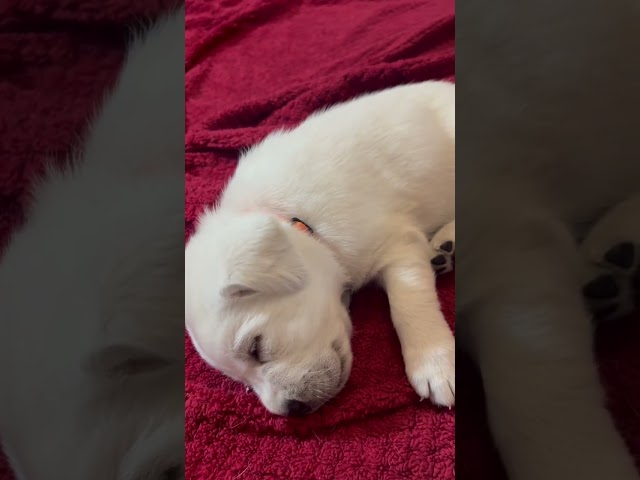 Sweet Puppy Dreams. Adorable Lab Puppy Dreaming of Milk #cutepuppy #labrador #puppy