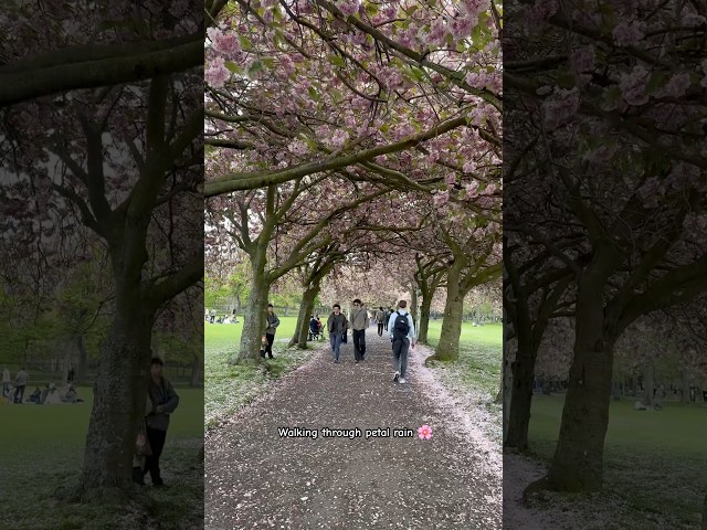 Edinburgh, Scotland 🌸 when blossoms turn into petal rain. #shorts #viral #scotland #travel #yt