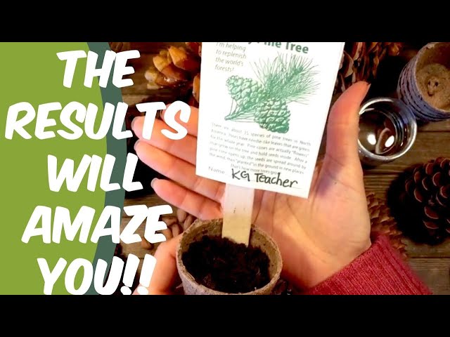 How to Grow a Pine Tree from Seed