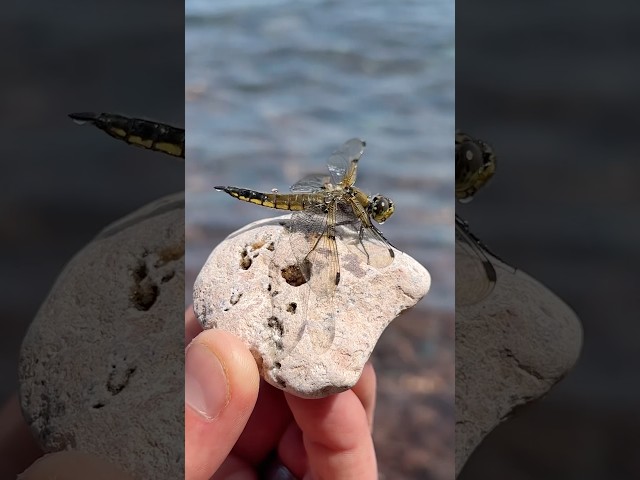 This dragonfly rocks 🪨