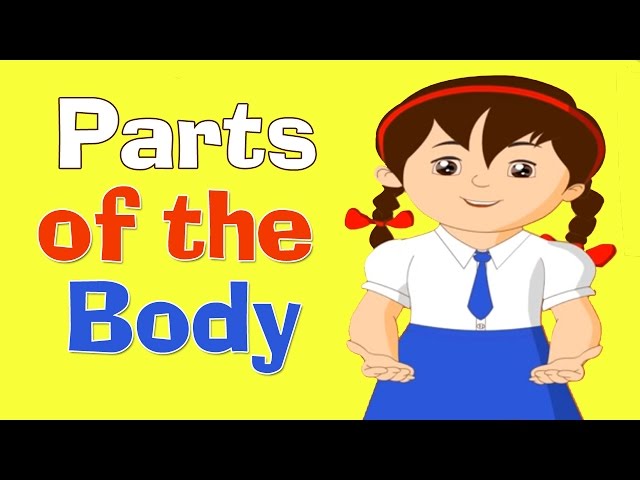 Parts Of The Body | Human Body Parts |  Preschool Learning Videos For Kids | Educational Videos