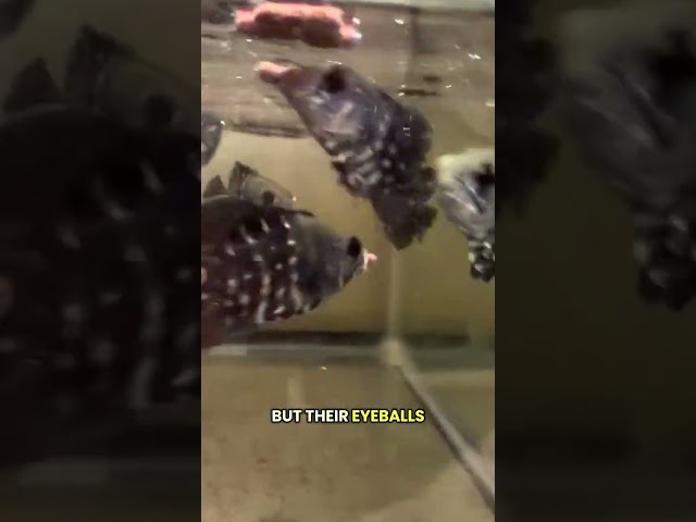 🔥 Rare Bumblebee Oscars Just Dropped! 🐝🐟 #MonsterFish