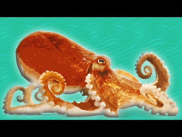 Octopus for Kids || Ocean Animals for Kids