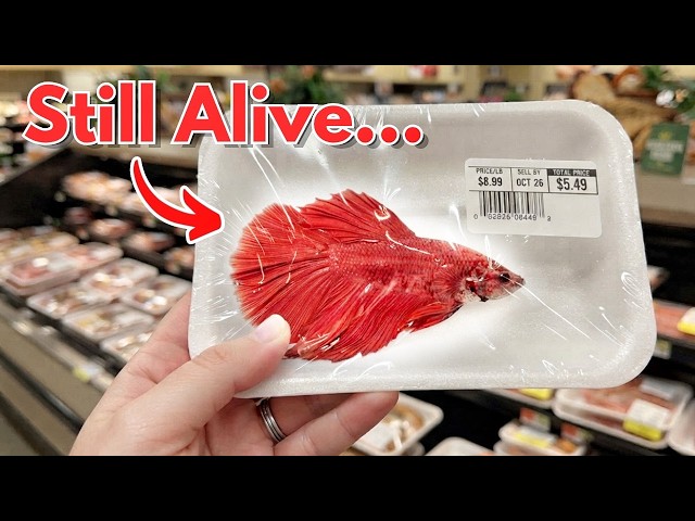 Saving a Dying Supermarket Betta Fish