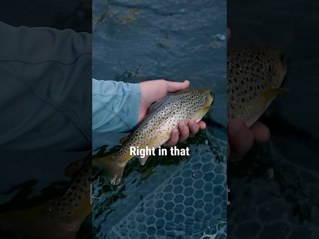 Fly Fishing Seams: Where Trout Actually Hold