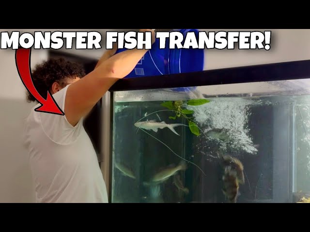 Adding MONSTER FISH  to My 300 Gallon Aquarium…