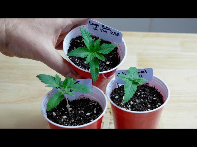 Seedling Stage: A Comprehensive Guide for Beginners