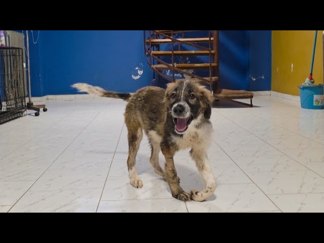 Stray Puppy needs a leg amputation … But first must get better. Part 2 . 