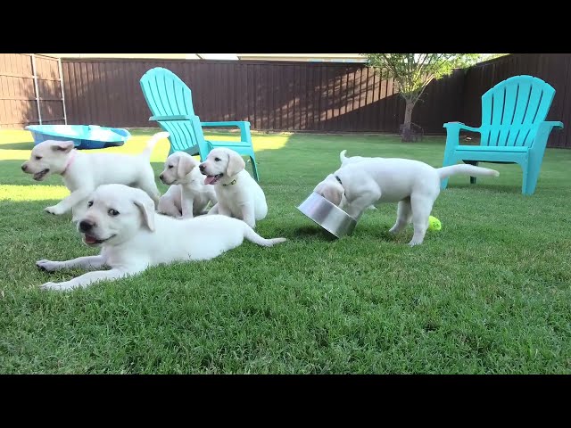 LIVE STREAM REPLAY! Lab Puppies Last Weekend Together