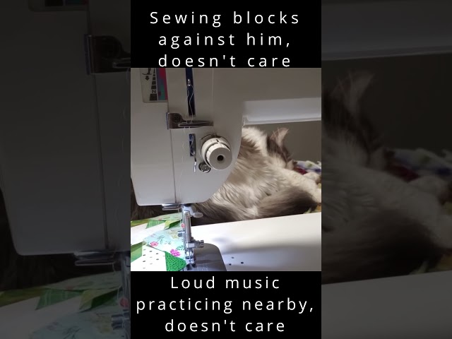 Sewing Room Cat DOESN'T CARE