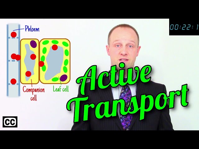 ⚡Active Transport - GCSE IGCSE 9-1 Biology - Science - Succeed Lightning Video⚡