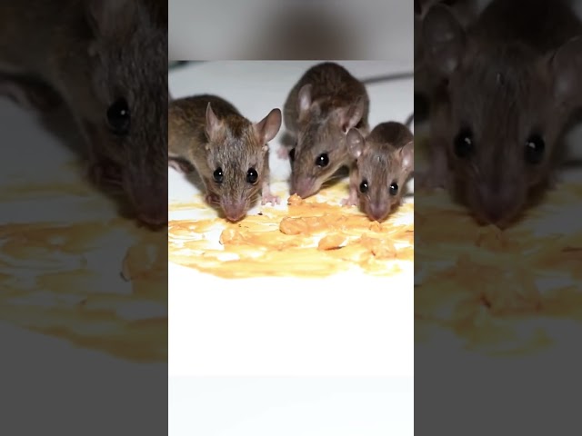 🐱🤪 Cats Go CRAZY for Mouse Sounds 🐭! Watch Their Reactions 👀😹