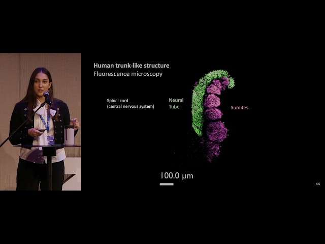 SciExplorer: From Microscopy Data to Interactive Scientific Visualisation — BCON26