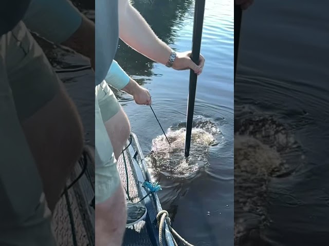 HUGE ALLIGATOR CAPTURED! 19/20 #viral #short #youtubeshorts #shorts #viralvideo #youtube #shortvideo