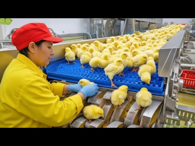 Inside Chicken Mega Factory: Advanced Egg Incubation & Broiler Technology | Full Process