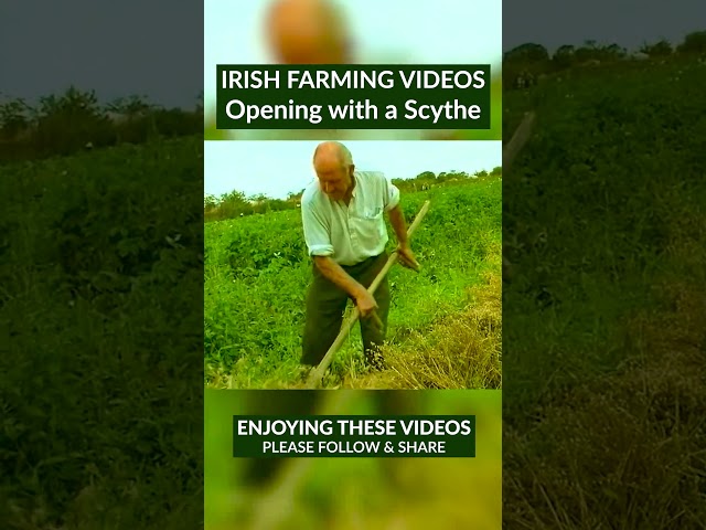 Opening with the field with a Scythe #traditionalfarming #scythe #cuttingthecorn