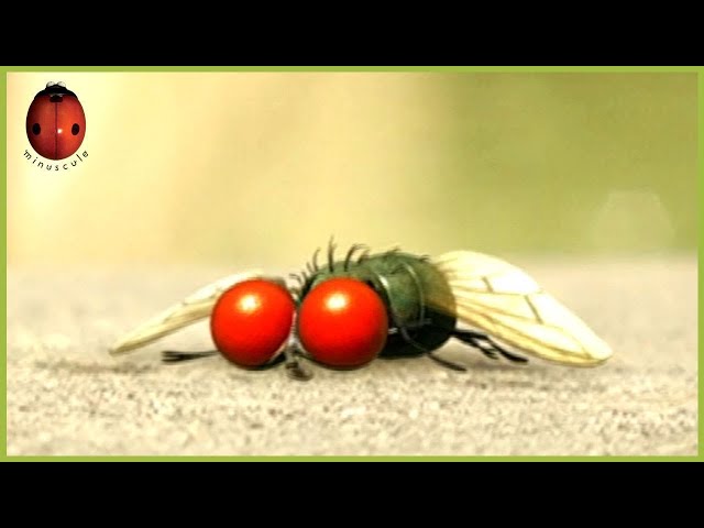 Mad Fly | Minuscule