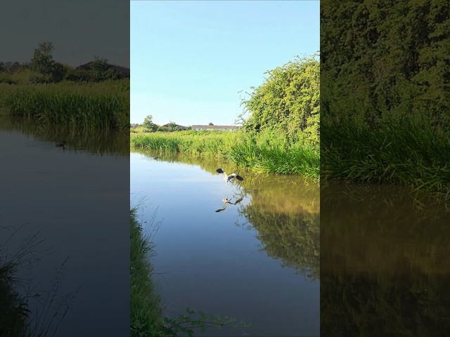 ​Grey Heron Along Chester Canal 🇬🇧 | 4K HDR