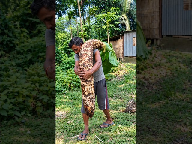 Biggest Giant Taro of India #shorts