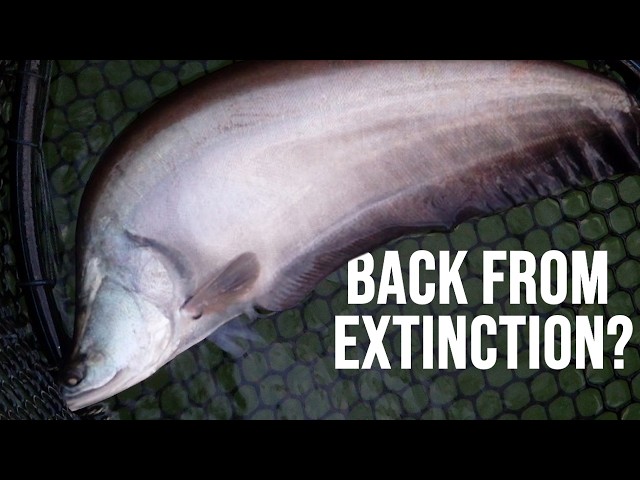 What Exactly is: Asian Featherback | The Asian Knifefish