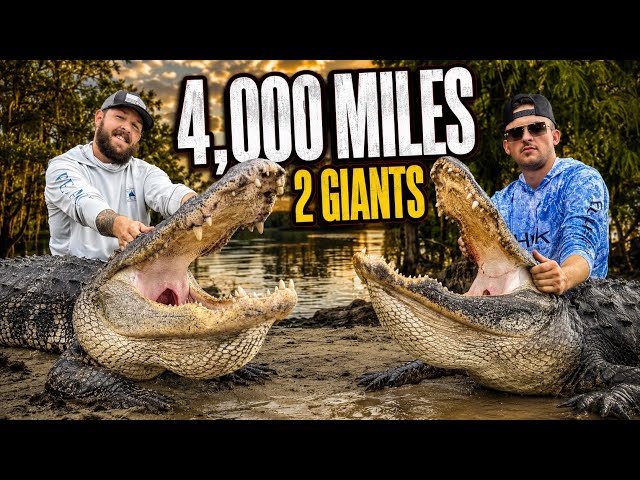 Traveling 4,000 Miles To Harvest 2 Big Alligators On Florida Public Land