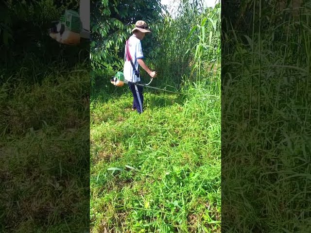 Funny TV - Cắt cỏ vườn Sầu riêng p2