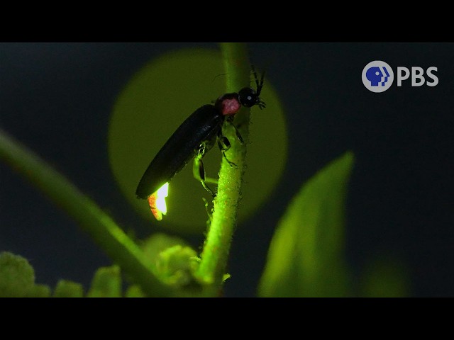 The Shiniest Skill in Nature | Big Ideas