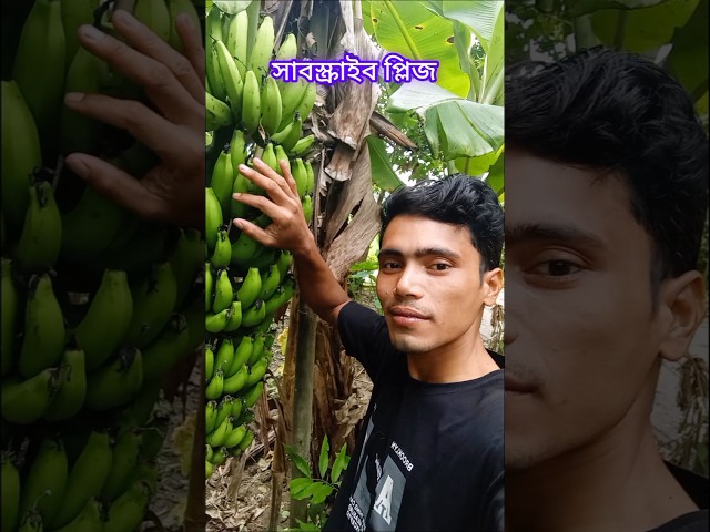 Blogg video নিজের গাছে কলা ধরেছে 🍌😍 | আমার বাংলাদেশ, আমার মাটি—সোনার চেয়েও খাঁটি #shorts 🇧🇩