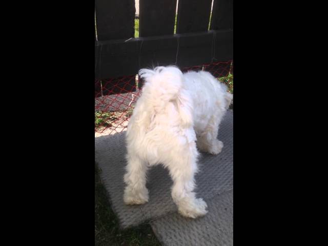 Barking Butt - Too Funny