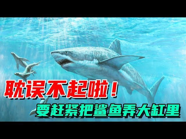 The day after tomorrow, I have to move the shark to the big tank! Can't afford to delay!