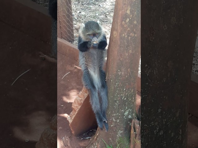 How monkeys eat normal foods