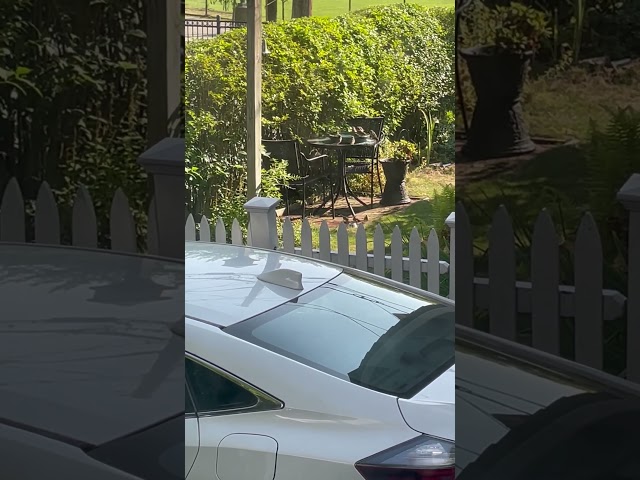 Birds bathing. Video  shot through my living room window.