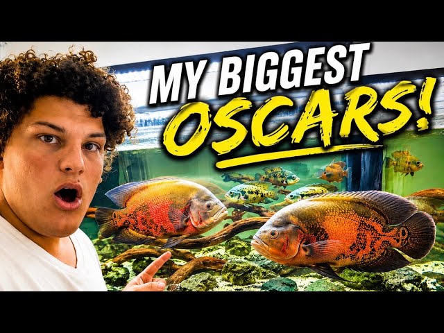 I Moved My BIGGEST OSCARS Into My 180 Gallon Aquarium!