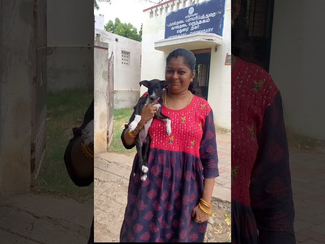 Tea Kadai Kutty ku First Hospital! 🥺 Deworming Pain ah? #PuppyCare #Shorts
