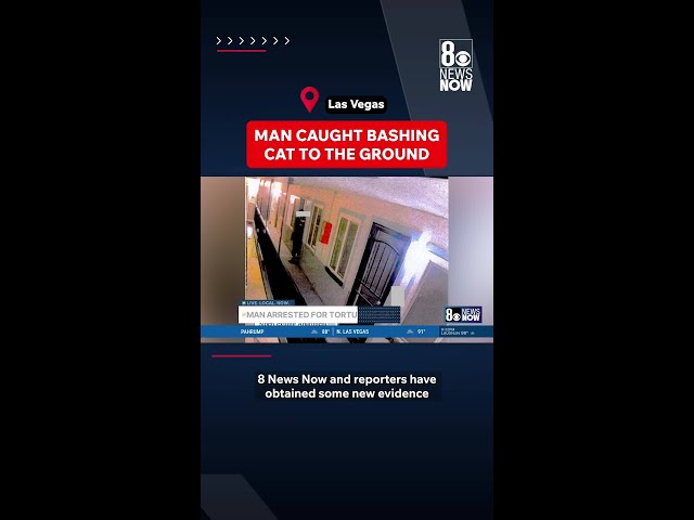 Caught On Video: Man Accused Of Bashing Cat To The Ground
